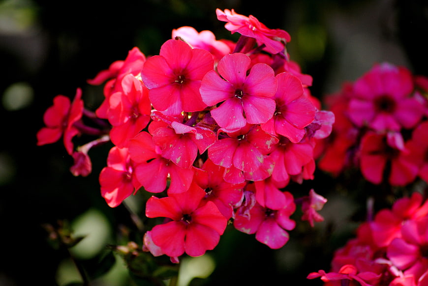 Vibrant Pink Phlox Flowers in Summer Garden