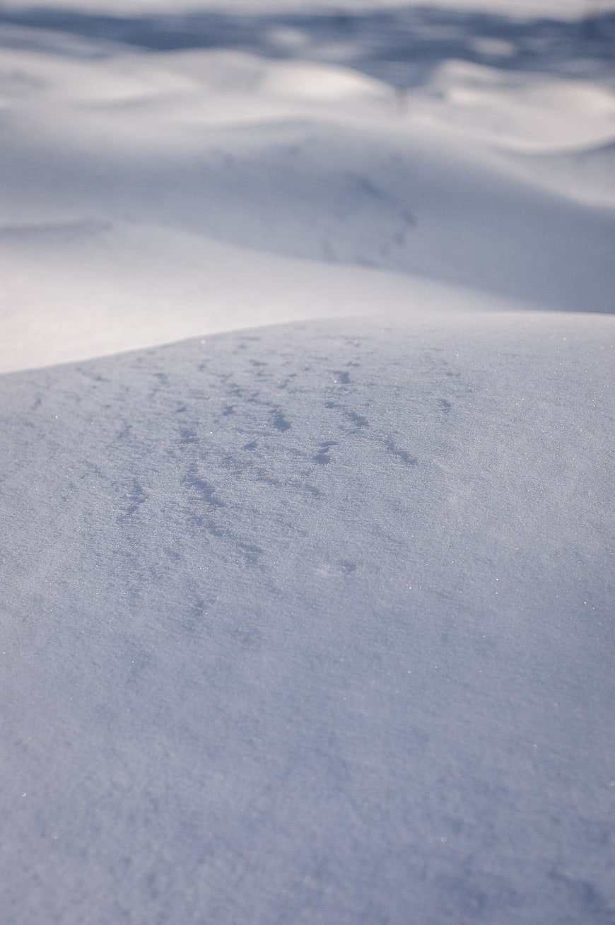Abstract Close-Up of Snowy Winter Landscape with Soft Blue Shadows