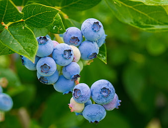 Ripe Blueberries Growing On Bush With Green Leaves