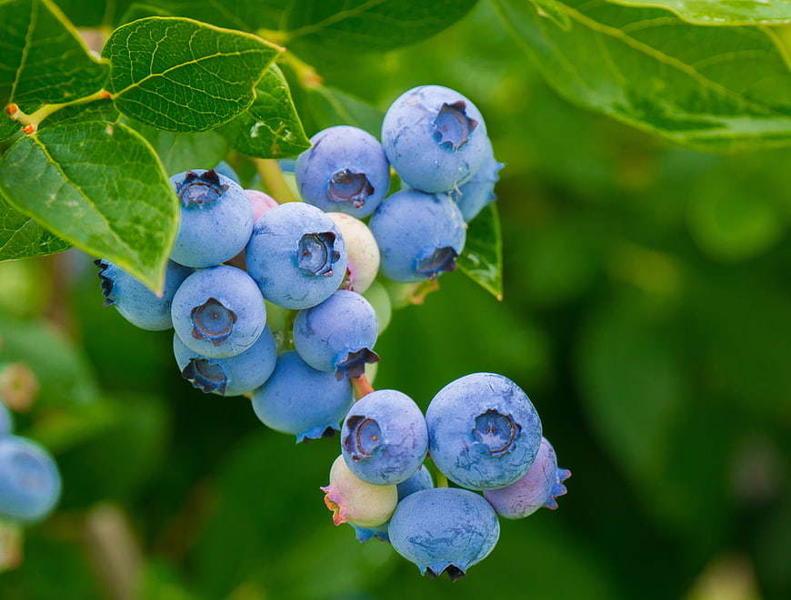 Ripe Blueberries Growing On Bush With Green Leaves