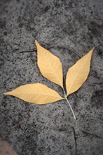 Yellow Autumn Leaf on Gray Sand Background