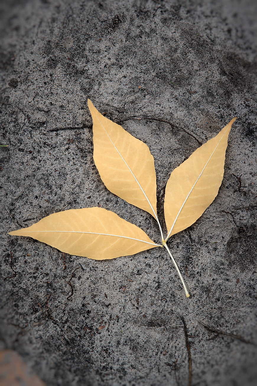 Yellow Autumn Leaf on Gray Sand Background