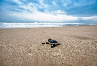 Baby Sea Turtle Crawling on Sandy Beach