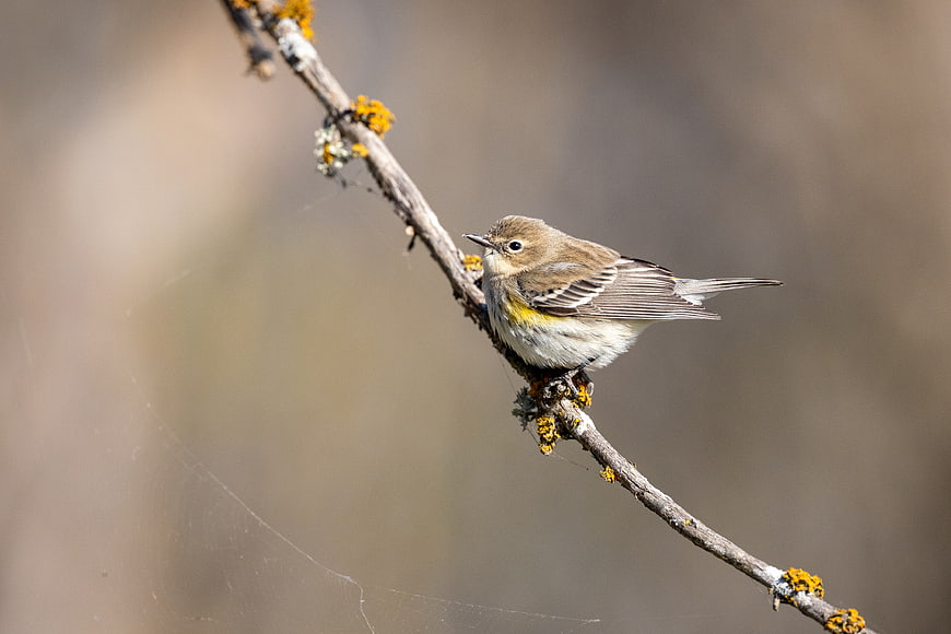 Yellow-rumped Warbler Perched on Lichen-Covered Branch