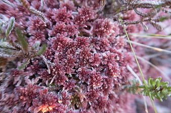 Close-up of frost-covered pink heather plant in winter