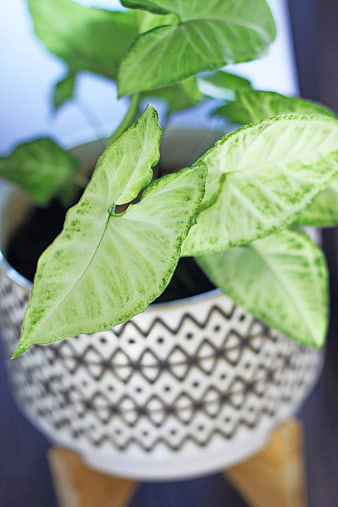Close-up of Variegated Green Houseplant in Patterned Pot