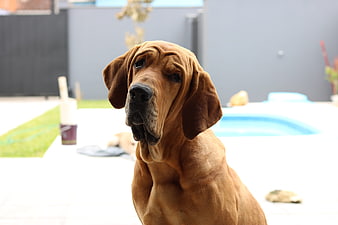 Rhodesian Ridgeback Dog Portrait by Pool
