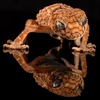 Close-up of textured brown gecko with reflection on black background