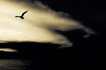 Silhouette of a bird flying over dark ocean waves at sunset