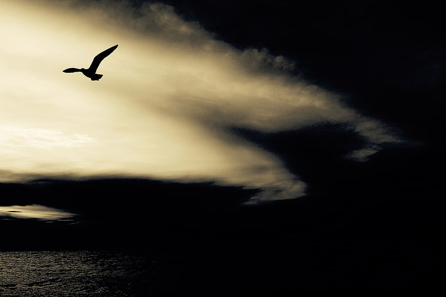 Silhouette of a bird flying over dark ocean waves at sunset