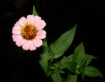 Pink Zinnia Flower with Yellow Center on Black Background