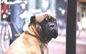 Portrait of a Boxer Dog on a Leash in Urban Setting
