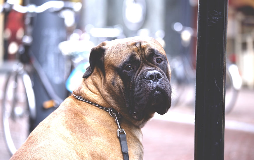 Portrait of a Boxer Dog on a Leash in Urban Setting