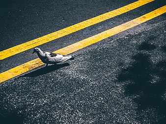 Pigeon Walking on Asphalt Road with Yellow Lines