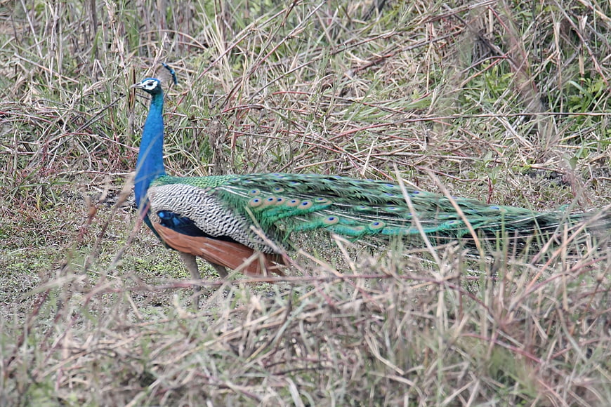 Indian Peafowl Walking Through Tall Dry Grass