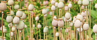 Field of dried poppy seed pods in summer garden