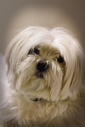 Close-up portrait of a fluffy white Maltese dog with long fur