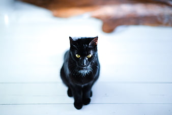 Black Cat with Yellow Eyes Sitting on White Floor
