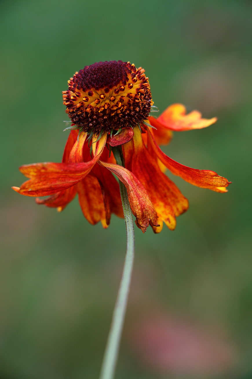 Close-up of a drooping Gaillardia flower with orange petals