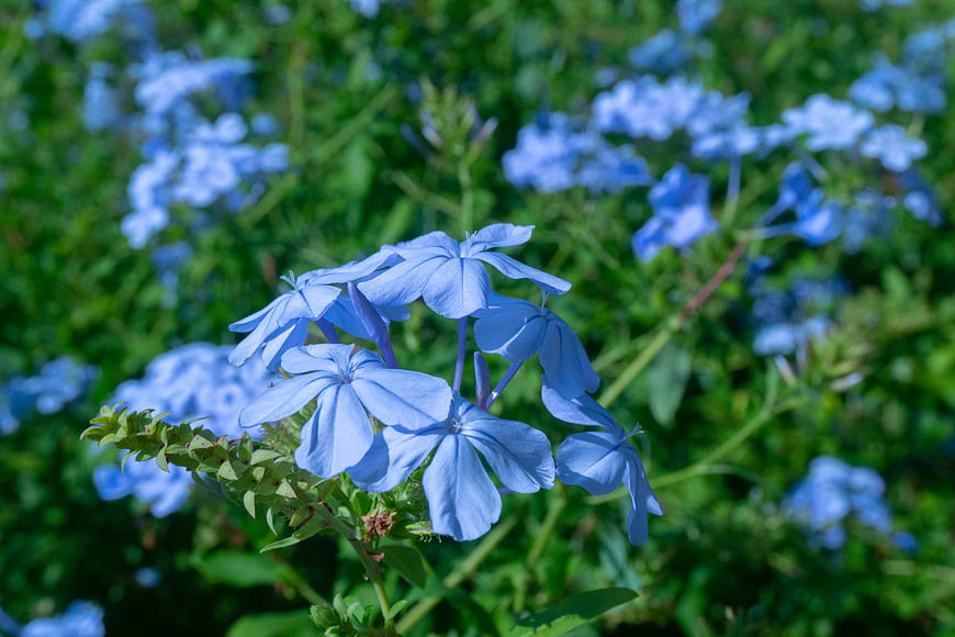 Close-up of vibrant blue plumbago flowers in a garden