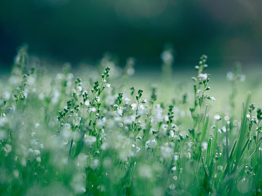 Dreamy Green Meadow with White Wildflowers and Dew Drops