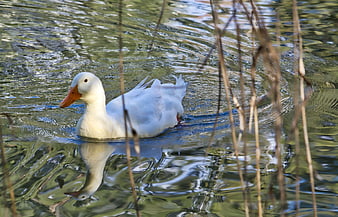 White duck swimming in a pond with reeds