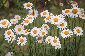White Daisies with Yellow Centers in a Meadow