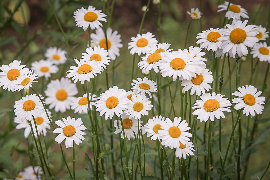 White Daisies with Yellow Centers in a Meadow
