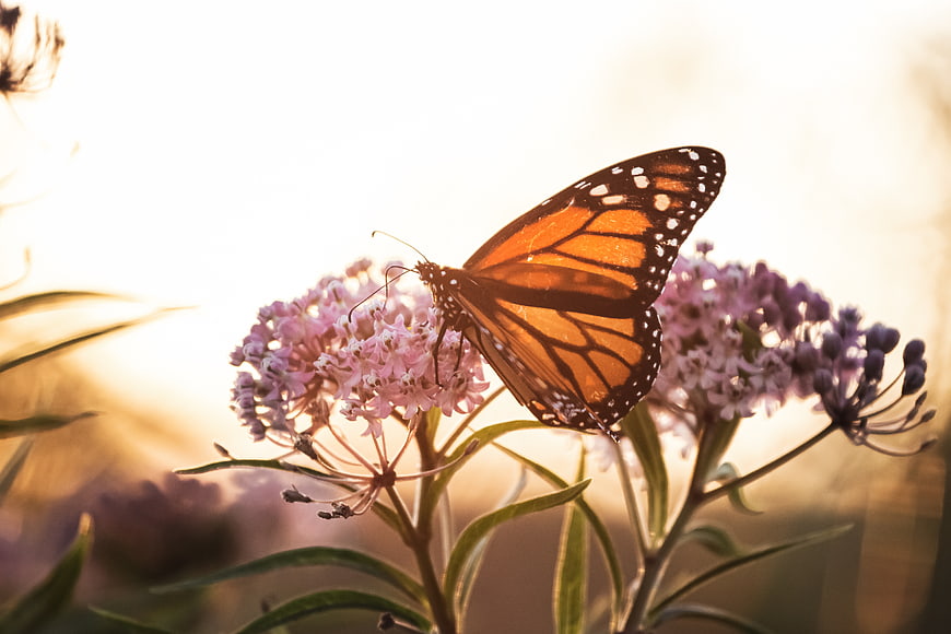 Monarch Butterfly on Pink Milkweed Flower in Golden Light
