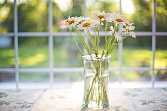 Fresh Daisies in Glass Vase by Sunny Window