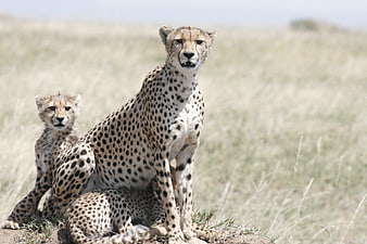 Mother Cheetah and Cub Sitting in African Savanna Grassland