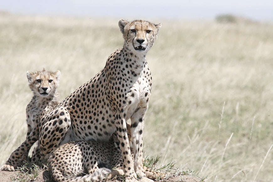 Mother Cheetah and Cub Sitting in African Savanna Grassland