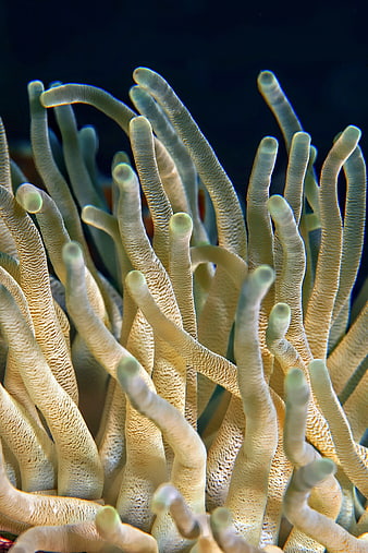 Close-up of textured sea anemone tentacles underwater