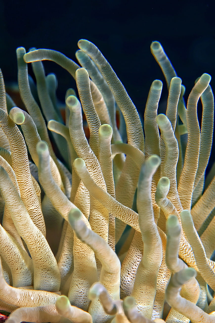 Close-up of textured sea anemone tentacles underwater