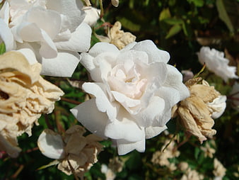 Close-up of fresh white rose surrounded by withered blooms
