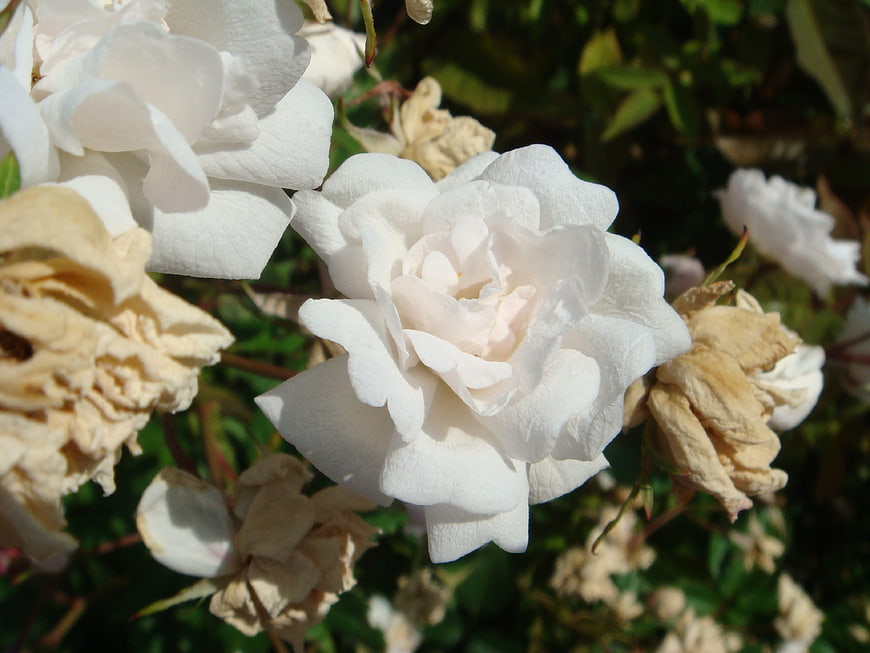 Close-up of fresh white rose surrounded by withered blooms