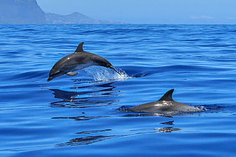 Two dolphins jumping in blue ocean water with mountains