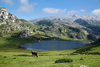 Brown Cow Grazing in Alpine Meadow with Mountain Lake