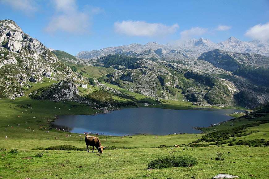 Brown Cow Grazing in Alpine Meadow with Mountain Lake