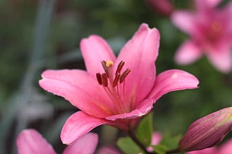 Close-up of a vibrant pink lily flower in bloom