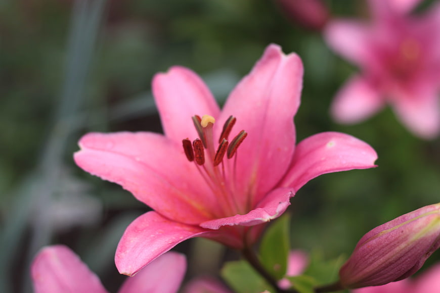 Close-up of a vibrant pink lily flower in bloom