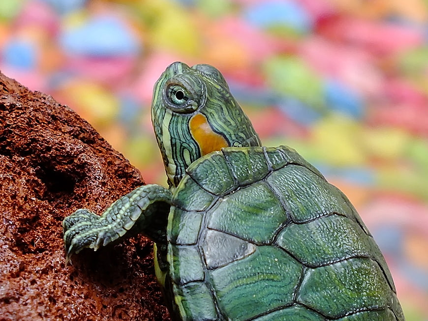 Close-up of a Red-Eared Slider Turtle on a Rock