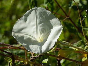 Close-up of a white morning glory flower in sunlight