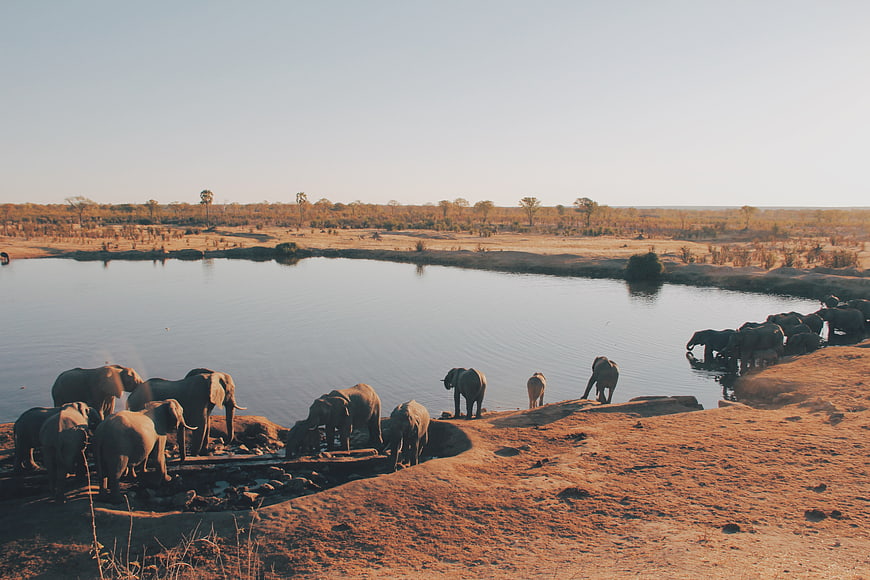 Herd of African Elephants Drinking at a Waterhole in the Savanna