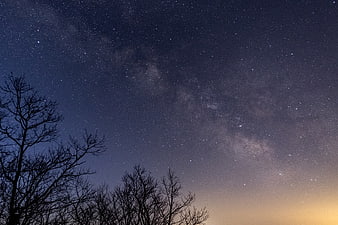 Milky Way Galaxy Over Silhouetted Trees at Night