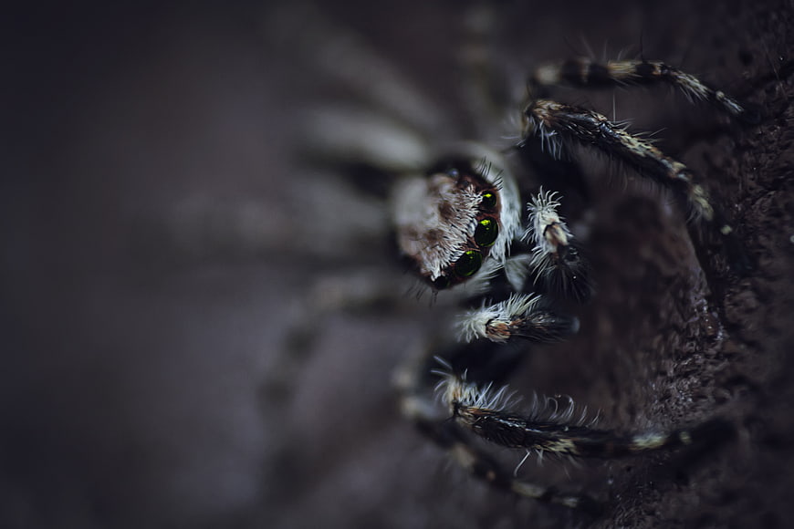 Macro Close-Up of a Jumping Spider with Green Eyes