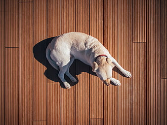 Top View of Sleeping Dog on Wooden Deck