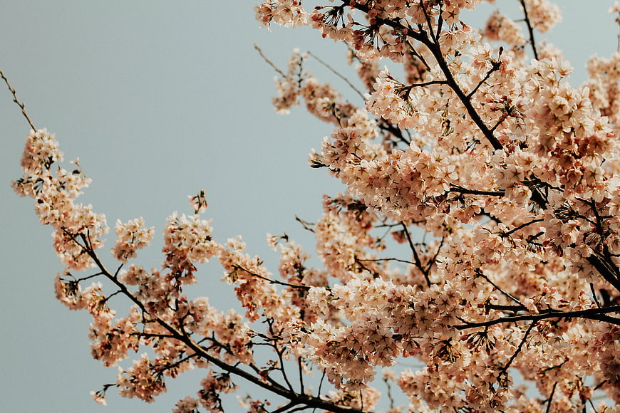 Cherry Blossom Branches Against Soft Blue Sky