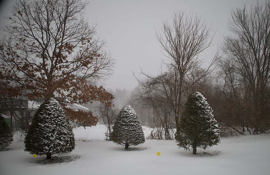 Snow-covered evergreen trees in a foggy winter landscape