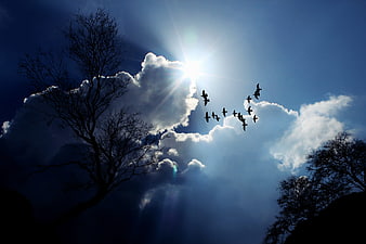 Dramatic Sunburst Through Clouds with Flying Birds and Silhouetted Trees